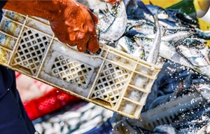 Lavoro, Fedagripesca: Rilancio settore ittico riparta da politiche per l’occupazione